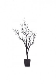 Manzanita, Black Decorative Tree