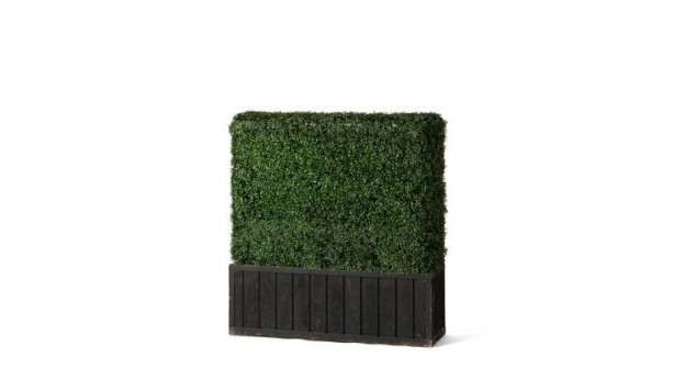 4'h x 4'w Boxwood Hedge With Planter