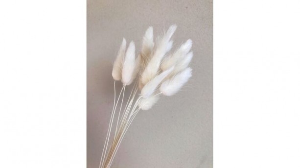 White Dried Tail Flowers