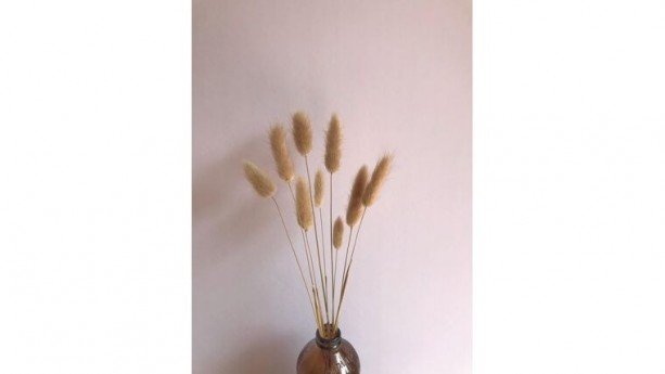 Natural Dried Tail Flowers