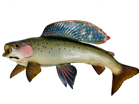 O.P. Fish Taxidermy