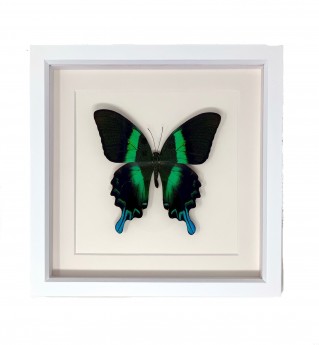Eden  Framed Butterfly