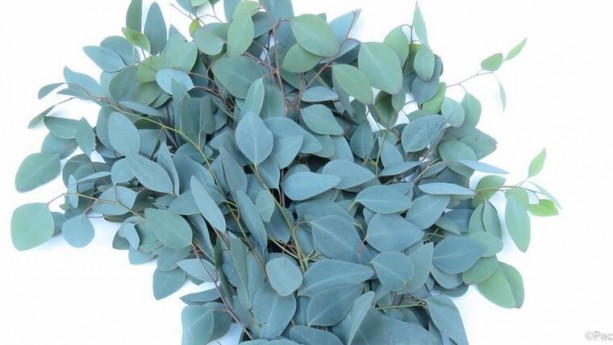 Fresh Eucalyptus
