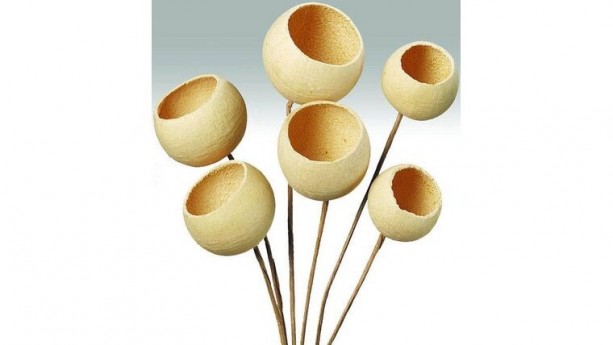 Dried Bell Cups
