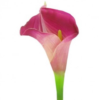 Calla Lily- Fuchsia