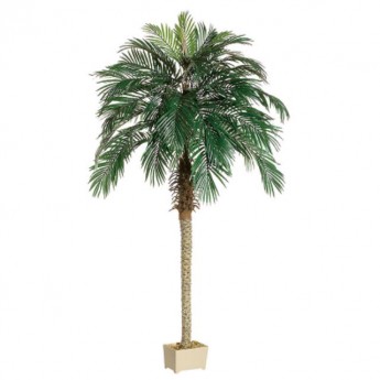 Phoenix Palm Tree - Small
