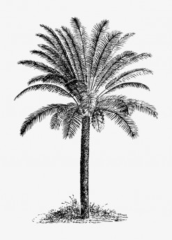 Tropical tree (Palms) 